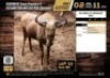 1 X GOUE WILDEBEES BUL M:1