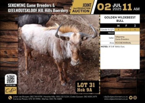 1 X GOUE WILDEBEES BUL M:1