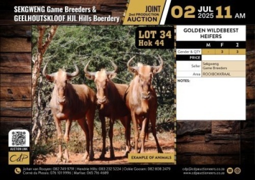3 X GOUE WILDEBEES VERSE V/F:3 (Per Piece to take the lot/Per stuk om lot te neem)