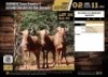 3 X GOUE WILDEBEES VERSE V/F:3 (Per Piece to take the lot/Per stuk om lot te neem)