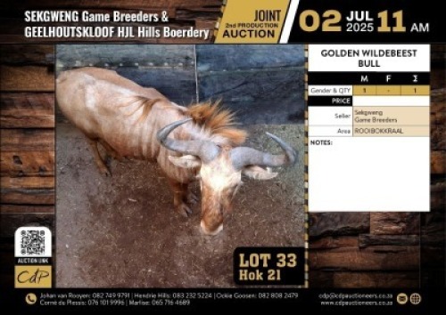 1 X GOUE WILDEBEES BUL M:1