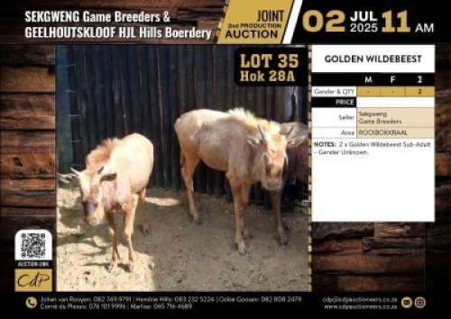 2 X GOUEWILDEBEES SUB-ADULT (Per Piece to take the lot/Per stuk om lot te neem)