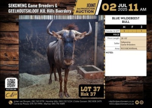1 X BLOUWILDEBEES BUL 28 1/8" M:1