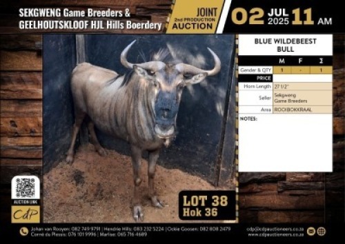 1 X BLOUWILDEBEES BUL 27 1/2" M:1
