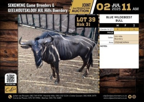 1 X BLOUWILDEBEES BUL M:1
