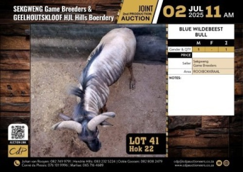 1 X BLOUWILDEBEES BUL M:1