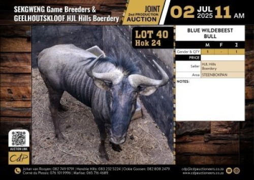 1 X BLOUWILDEBEES BUL M:1