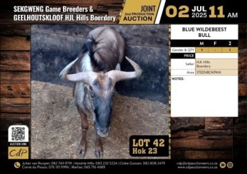 1 X BLOUWILDEBEES BUL M:1