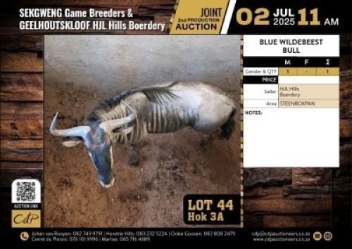 1 X BLOUWILDEBEES BUL M:1