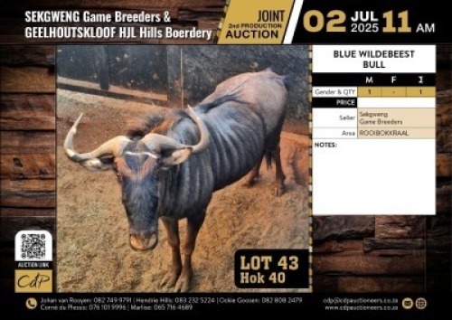 1 X BLOUWILDEBEES BUL M:1