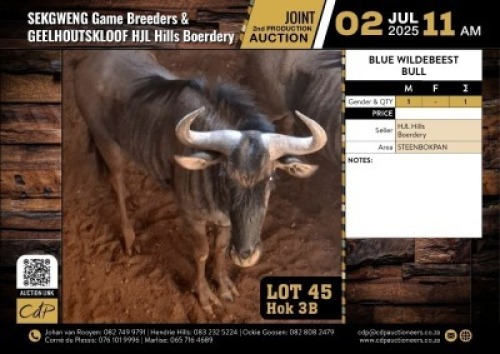 1 X BLOUWILDEBEES BUL M:1