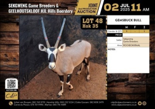 1 X GEMSBOK BULL M:1