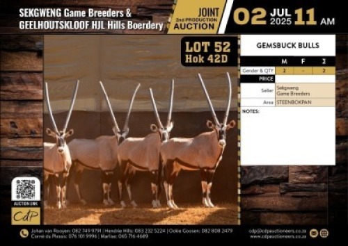 2X GEMSBOK BULLS M:2 (Per Piece to take the lot/Per stuk om lot te neem)