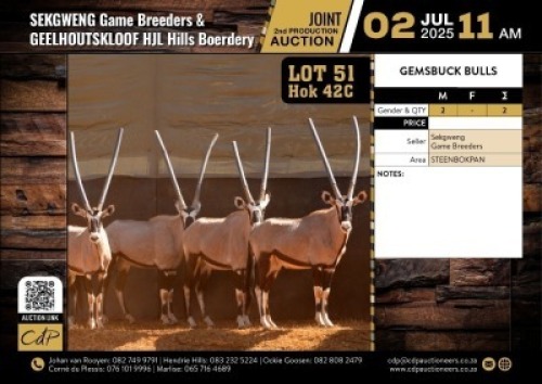 2 X GEMSBOK BULLS M:2 (Per Piece to take the lot/Per stuk om lot te neem)