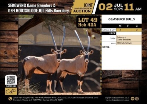 2 X GEMSBOK BULLS M:2 (Per Piece to take the lot/Per stuk om lot te neem)