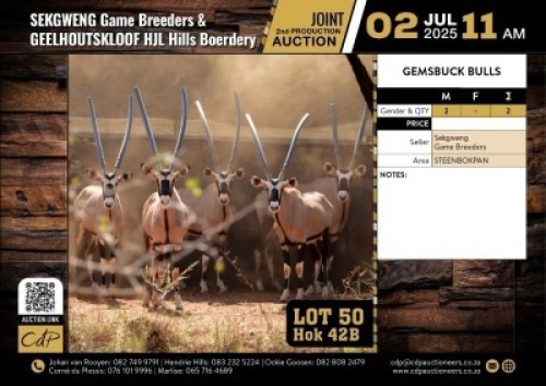 2 X GEMSBOK BULLS M:2 (Per Piece to take the lot/Per stuk om lot te neem)