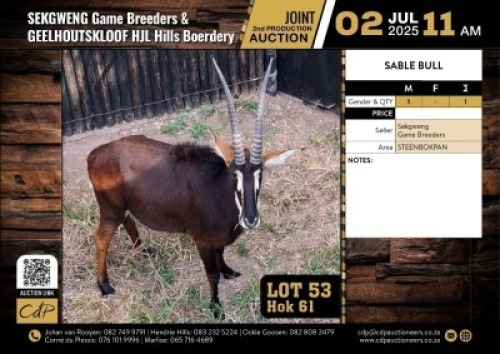 1X SABLE BULL M:1