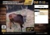 1X SABLE BULL M:1