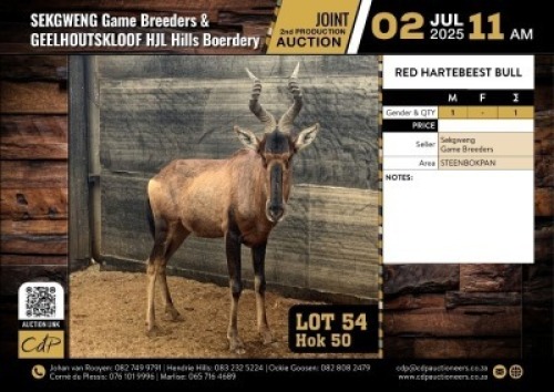 1 X ROOIHARTEBEESBUL M:1