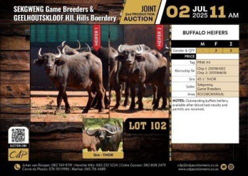 3 X BUFFALO HEIFERS V/F:3 (Per Piece to take the lot/Per stuk om lot te neem)
