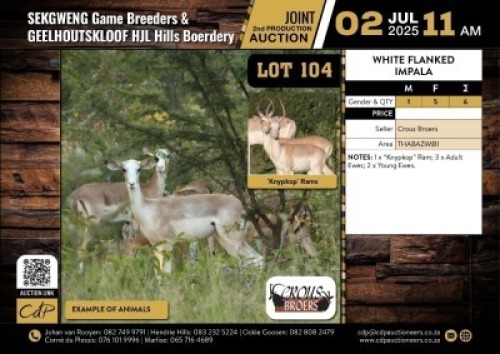 6 X WHITE FLANK IMPALA M:1 V/F:5 (Per Piece to take the lot/Per stuk om lot te neem)