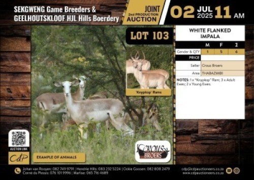 6 X WHITE FLANK IMPALA M:1 V/F:5 (Per Piece to take the lot/Per stuk om lot te neem)