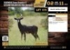 2 X BLACK IMPALA RAMS M:2 (Per Piece to take the lot/Per stuk om lot te neem)