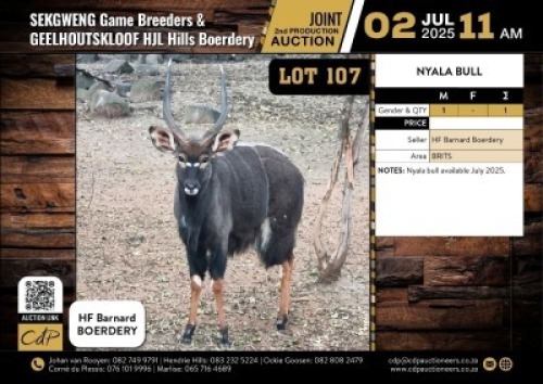 1 X NYALA BULL M:1