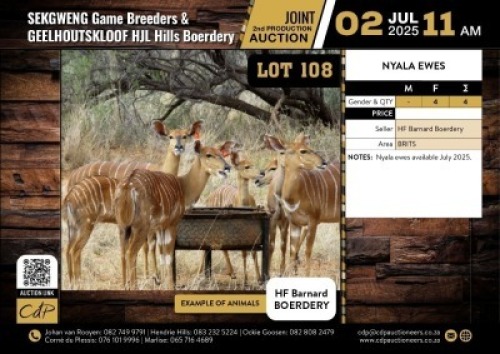 4 X NYALA EWES V/F:4 (Per Piece to take the lot/Per stuk om lot te neem)