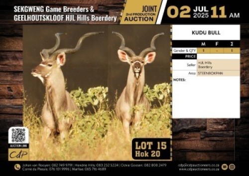 1 X KUDU BULL M:1