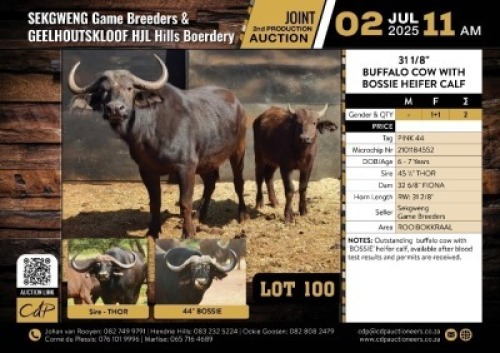 1+1 X 31 1/8" BUFFALO COW WITH BOSSIE HEIFER CALF V/F:1+1 (Per Piece to take the lot/Per stuk om lot te neem)
