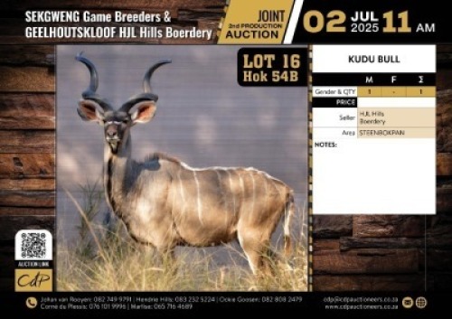 1 X KUDU BULL M:1