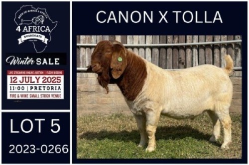 1 X BOER GOAT FLOCK BUCK KARSTEN BOERDERY PTY LTD