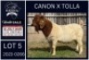 1 X BOER GOAT FLOCK BUCK KARSTEN BOERDERY PTY LTD