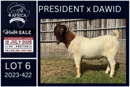 1 X BOER GOAT STUD BUCK KARSTEN BOERDERY PTY LTD