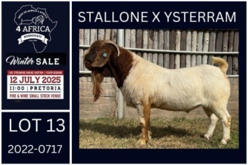 1 X BOER GOAT STUD BUCK KARSTEN BOERDERY PTY LTD