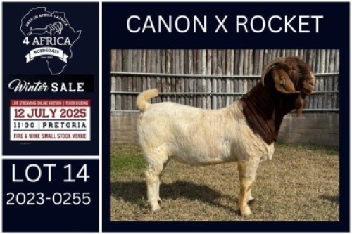 1 X BOER GOAT FLOCK BUCK KARSTEN BOERDERY PTY LTD