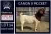 1 X BOER GOAT FLOCK BUCK KARSTEN BOERDERY PTY LTD