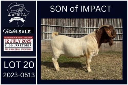 1 X BOER GOAT STUD BUCK KARSTEN BOERDERY PTY LTD