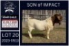 1 X BOER GOAT STUD BUCK KARSTEN BOERDERY PTY LTD