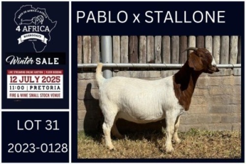 1 X BOER GOAT STUD DOE KARSTEN BOERDERY PTY LTD