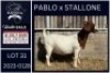 1 X BOER GOAT STUD DOE KARSTEN BOERDERY PTY LTD