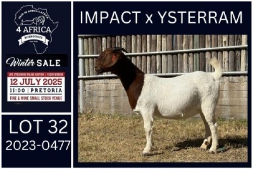 1 X BOER GOAT STUD DOE KARSTEN BOERDERY PTY LTD