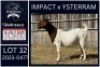 1 X BOER GOAT STUD DOE KARSTEN BOERDERY PTY LTD
