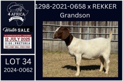 1 X BOER GOAT FLOCK DOE KARSTEN BOERDERY PTY LTD