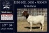 1 X BOER GOAT FLOCK DOE KARSTEN BOERDERY PTY LTD