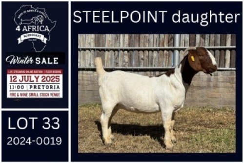 1 X BOER GOAT FLOCK ON COLOUR DOE KARSTEN BOERDERY PTY LTD