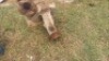 1X CENTRIFUGAL AND AIR BLOWER