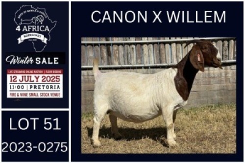 1 X BOER GOAT FLOCK DOE KARSTEN BOERDERY PTY LTD