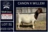 1 X BOER GOAT FLOCK DOE KARSTEN BOERDERY PTY LTD